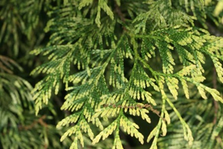 Thuja Zebrina Aurea 220-250 cm